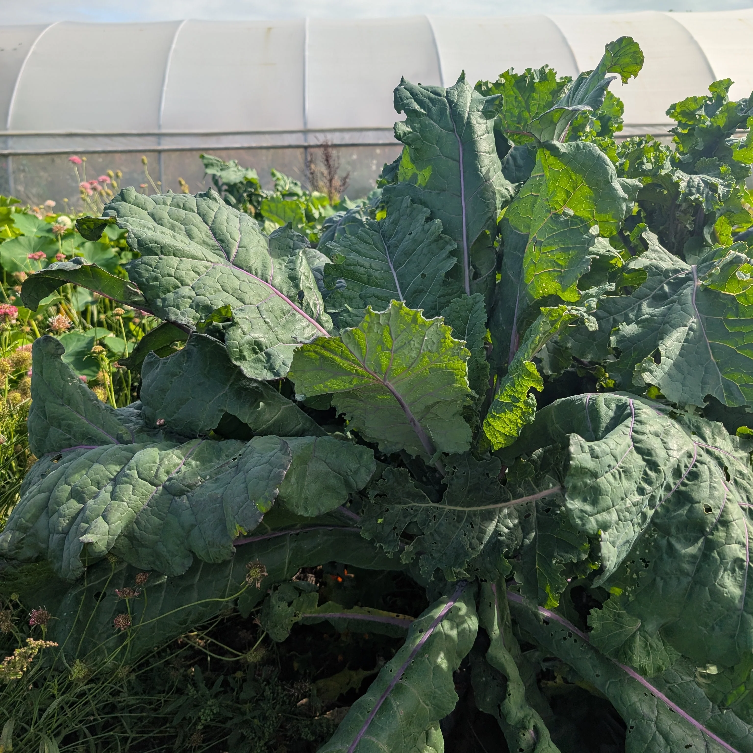 Seeds to Sow in March