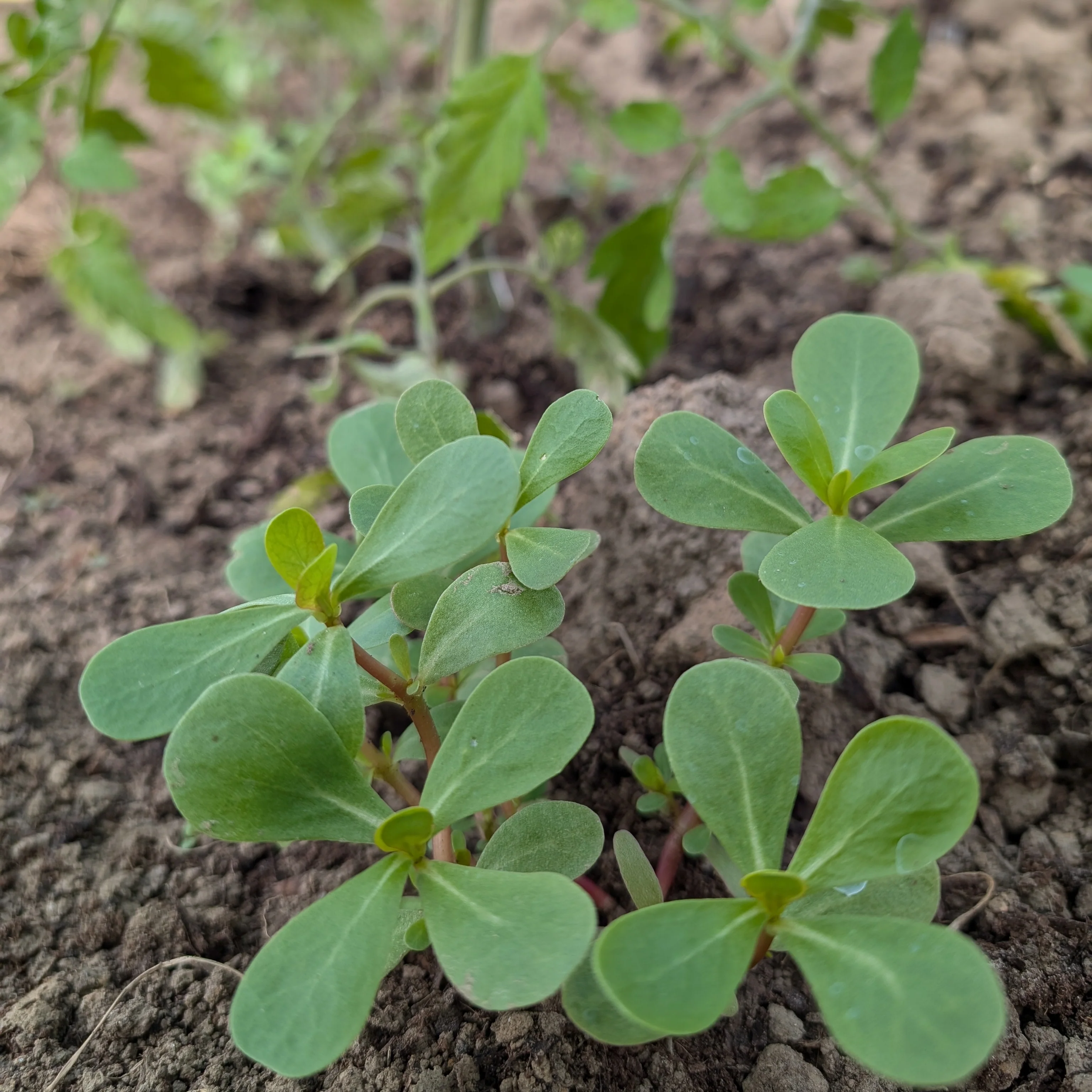 Salad Leaves